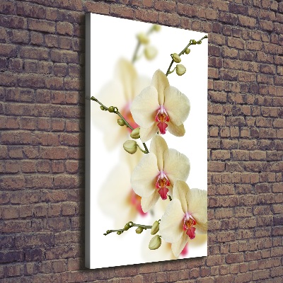 Quadro foto su tela verticale Orchidea