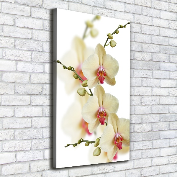 Quadro foto su tela verticale Orchidea