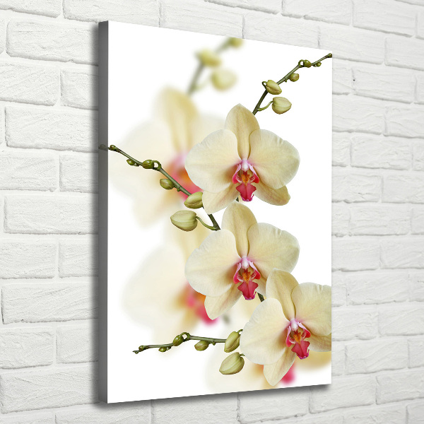 Quadro foto su tela verticale Orchidea