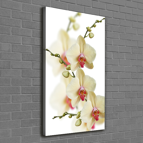 Quadro foto su tela verticale Orchidea