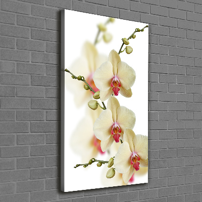 Quadro foto su tela verticale Orchidea
