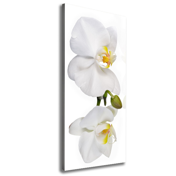 Quadro su tela canvas verticale Orchidea bianca