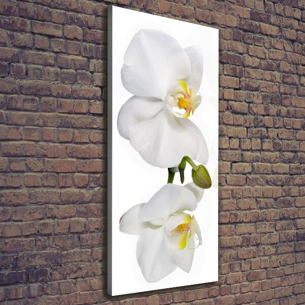 Quadro su tela canvas verticale Orchidea bianca