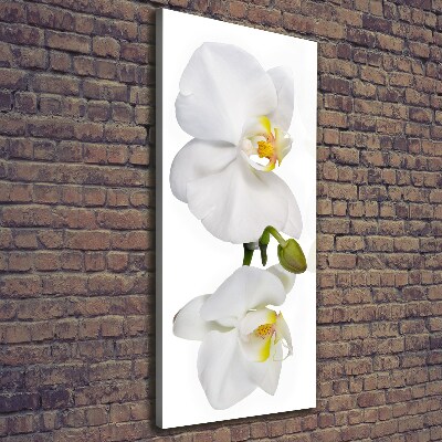 Quadro su tela canvas verticale Orchidea bianca