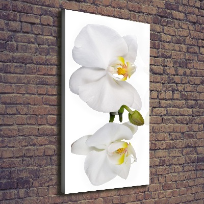 Quadro su tela canvas verticale Orchidea bianca
