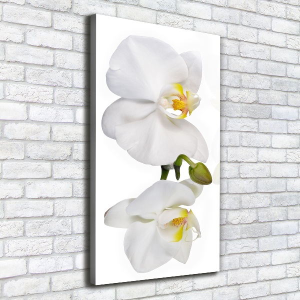 Quadro su tela canvas verticale Orchidea bianca