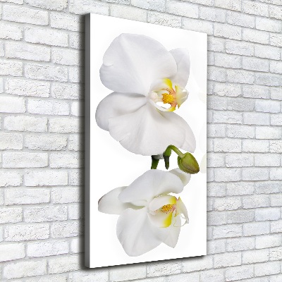Quadro su tela canvas verticale Orchidea bianca