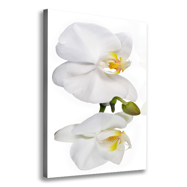 Quadro su tela canvas verticale Orchidea bianca