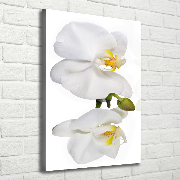 Quadro su tela canvas verticale Orchidea bianca