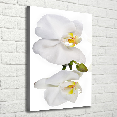 Quadro su tela canvas verticale Orchidea bianca