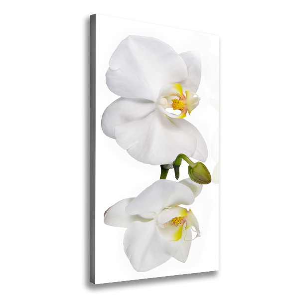 Quadro su tela canvas verticale Orchidea bianca