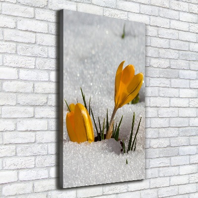 Quadro foto su tela verticale Crochi gialli