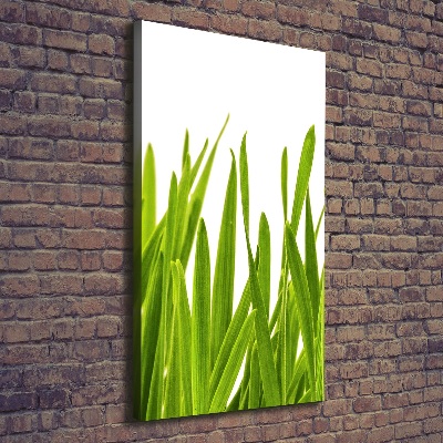 Quadro foto su tela verticale Erba verde