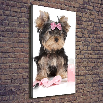 Quadro foto su tela verticale Cosmetici dello Yorkshire