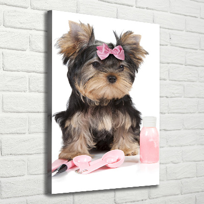 Quadro foto su tela verticale Cosmetici dello Yorkshire