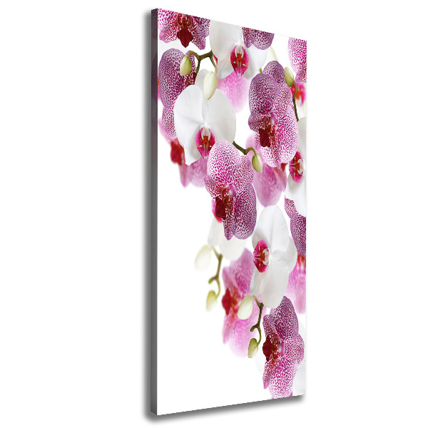 Quadro foto su tela verticale Orchidea