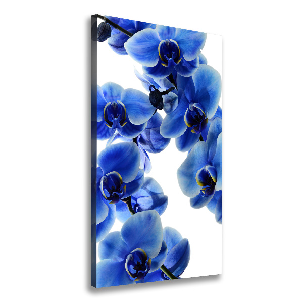 Quadro foto su tela verticale Orchidea blu