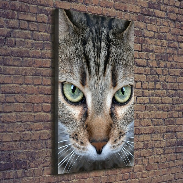 Quadro foto su tela verticale Occhi di gatto