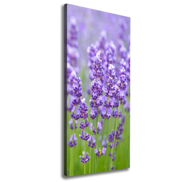 Quadro su tela canvas verticale Campo di lavanda