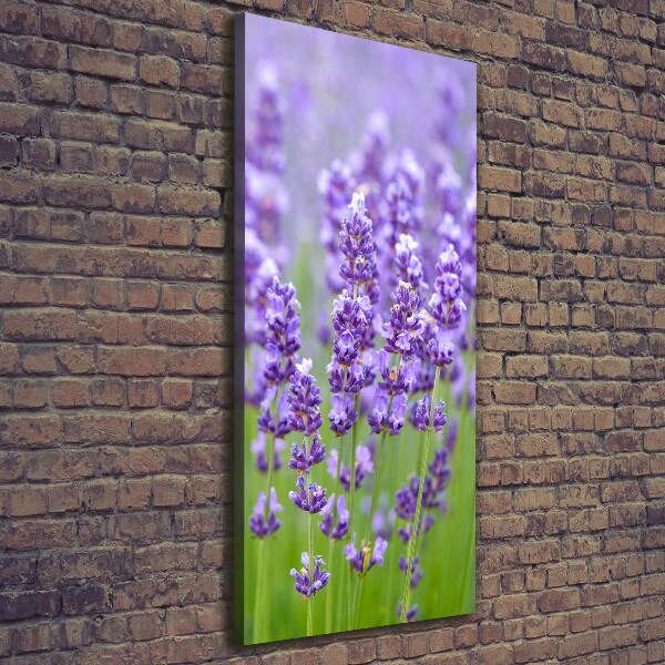 Quadro su tela canvas verticale Campo di lavanda