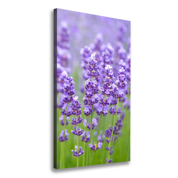 Quadro su tela canvas verticale Campo di lavanda