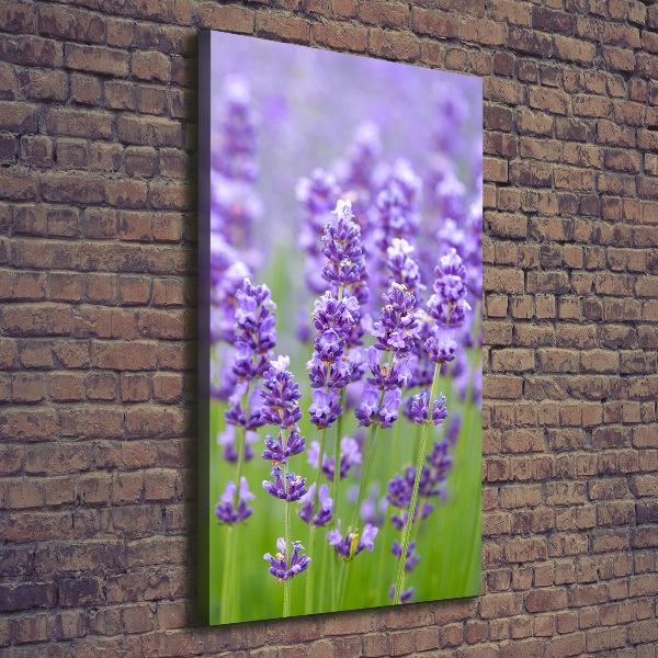 Quadro su tela canvas verticale Campo di lavanda