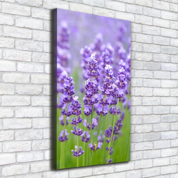 Quadro su tela canvas verticale Campo di lavanda