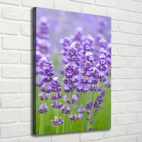 Quadro su tela canvas verticale Campo di lavanda