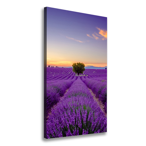 Quadro foto su tela verticale Campo di lavanda