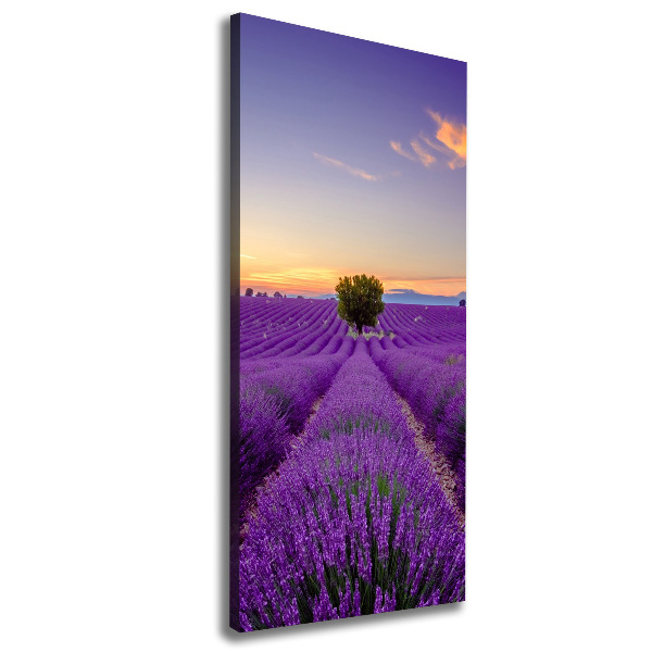 Quadro foto su tela verticale Campo di lavanda