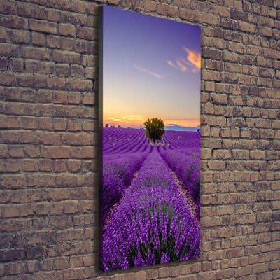 Quadro foto su tela verticale Campo di lavanda