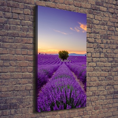 Quadro foto su tela verticale Campo di lavanda