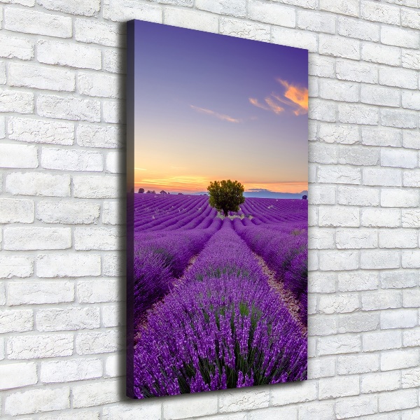 Quadro foto su tela verticale Campo di lavanda