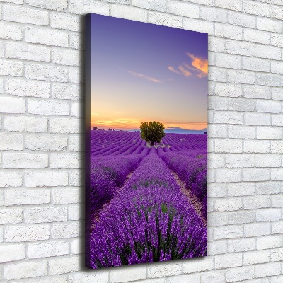 Quadro foto su tela verticale Campo di lavanda