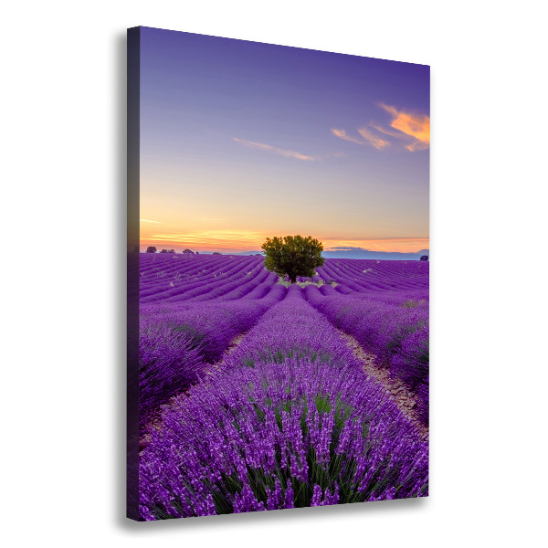 Quadro foto su tela verticale Campo di lavanda