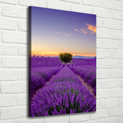 Quadro foto su tela verticale Campo di lavanda