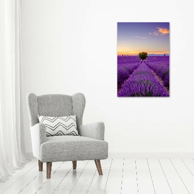 Quadro foto su tela verticale Campo di lavanda