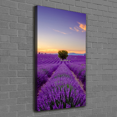 Quadro foto su tela verticale Campo di lavanda