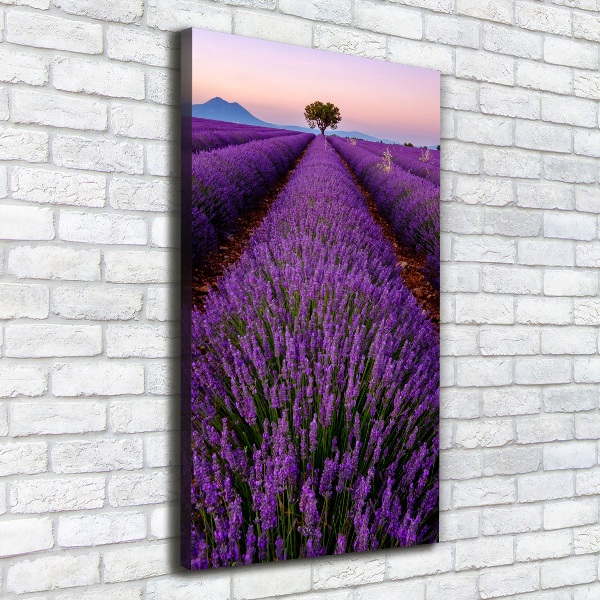 Quadro su tela canvas verticale Campo di lavanda