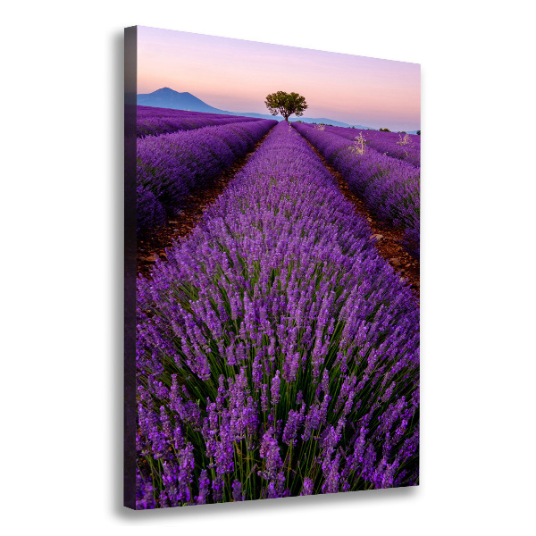 Quadro su tela canvas verticale Campo di lavanda
