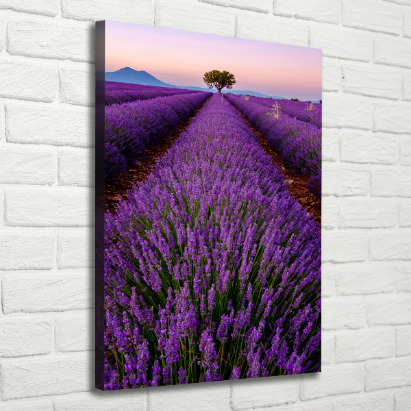 Quadro su tela canvas verticale Campo di lavanda