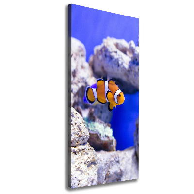 Quadro foto su tela verticale Nemo il pesce