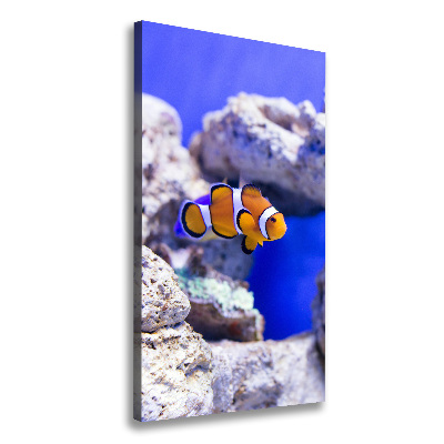 Quadro foto su tela verticale Nemo il pesce