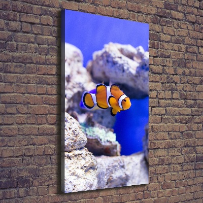 Quadro foto su tela verticale Nemo il pesce