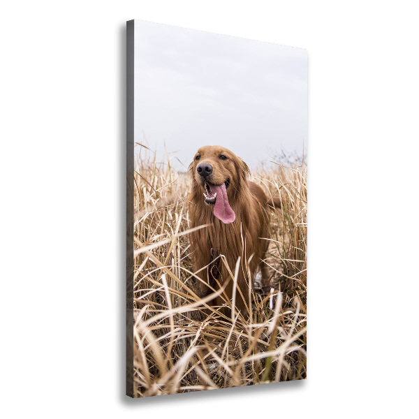 Stampa quadro su tela verticale Golden retriever
