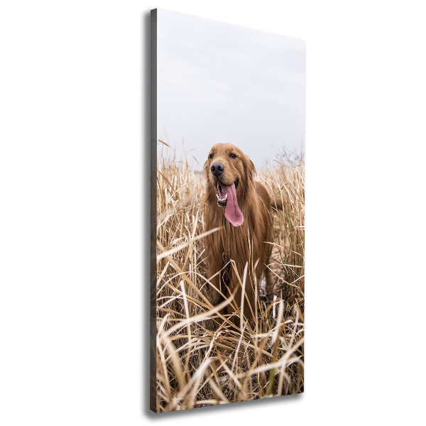 Stampa quadro su tela verticale Golden retriever