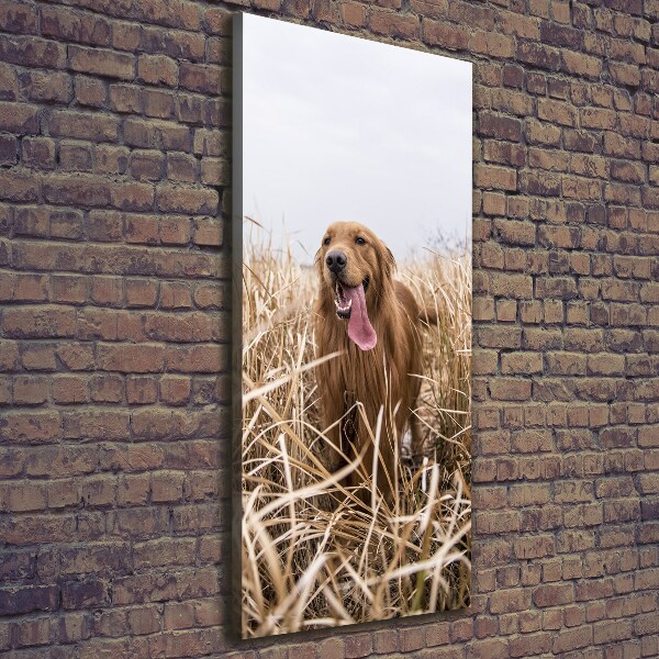 Stampa quadro su tela verticale Golden retriever