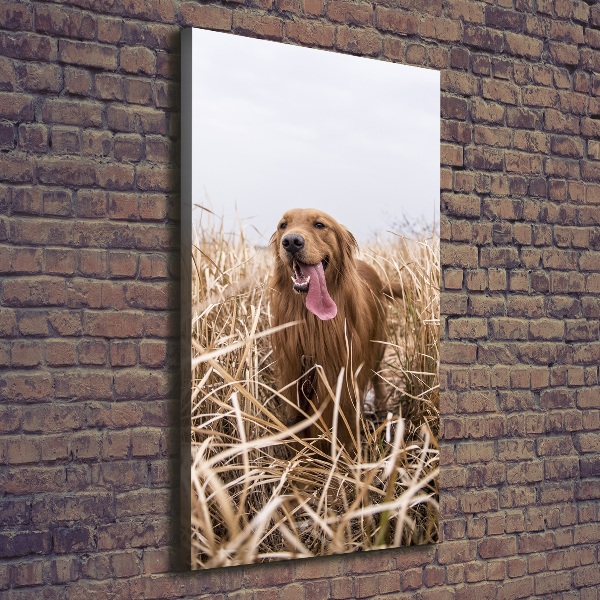 Stampa quadro su tela verticale Golden retriever