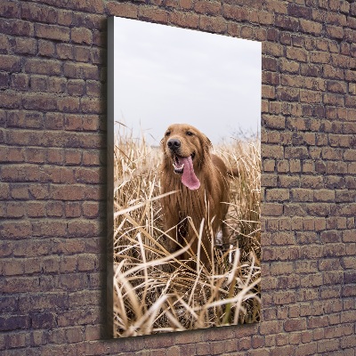Stampa quadro su tela verticale Golden retriever