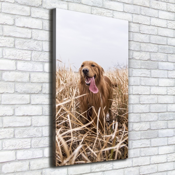 Stampa quadro su tela verticale Golden retriever
